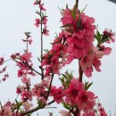 감꽃펜션 이미지