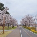 나성동_한솔동금강프라자1 | 세종시 벚꽃명소 실시간현황(금강수변공원, 방축천2026.04.01기준)