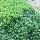 부지깽이 이미지