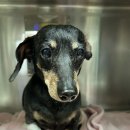 VIP동물의료센터 청담점 | 14살이 넘은 노견 보호자로서 믿고 다니는 동물 병원 이야기