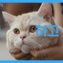 나만 없어 고양이 이미지