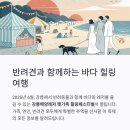 강릉해양레저 펫가족 힐링페스티벌 일정, 강릉항 주차장, 강릉 숙소 정보