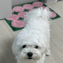 꿈꾸는 댕 네이버블로그