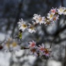 겨울 벗꽃나무~오늘의 사진(VOA) 이미지