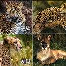 표범