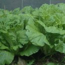 연두농장 이미지