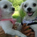 행복애견 이미지