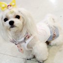 룰루 애견샵 이미지