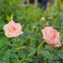 대방소머리국밥 이미지