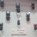 (주)아프리카박물관 | 깁스한 아이와 실내 데이트, 일산 옐로우지브라 킨텍스 곤충박물관 이벤트와 도슨트 설명 후기