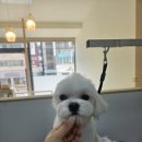 멍빨털빨 이미지