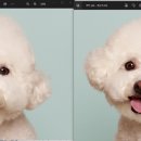 코튼볼스튜디오