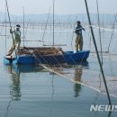 완도5호 이미지