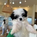 부산강아지분양 디몽 광안리본점 이미지