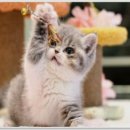 라온캣 잠실고양이분양 이미지