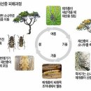 시리즈5- 소나무 해설 상식, 소나무 재선충에 대한 오해와 진실! 이미지