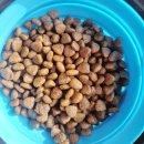 주식회사이롬 | 저알러지 사료 추천 | 기호성 좋은 피니키 가수분해 사료 연어 솔직 후기