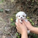 토이파티 이미지