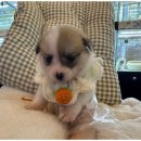 도그플레이스 이미지