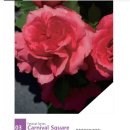 에버로즈 이미지