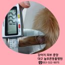 늘푸른피부 이미지