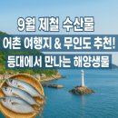 궁평리어촌체험휴양마을 | 9월 제철 수산물(새우류, 한치), 어촌 여행지(궁평리), 꽃총산호, 장고항등대, 무인도 추천