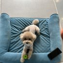 멍모이