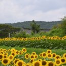해바라기까페