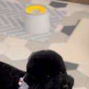 멜로우 그루밍 이미지