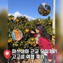 신지 | 마쓰야마 근교 당일치기 여행 코스 | 고고섬 자전거 여행 + 바이신지 일몰 + 후지그랜드 쇼핑 후기