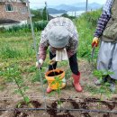 커피 찌꺼기 천연거름 주기 이미지