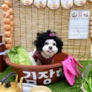 애견학당