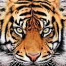 예미초등학교 이미지