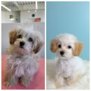 블레스펫 살롱 이미지