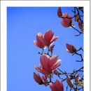 목련 - 삼척시 | 목련