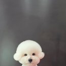 시루 반려견 미용 이미지