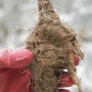 약초랑 닭이랑 이미지