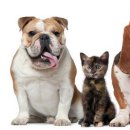 프라자동물병원 이미지