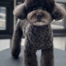 선샤인퍼피 이미지