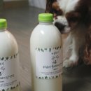 말티목장 이미지