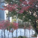 "낙엽" 편곡악보 와 가사 배경이 된 거리 풍경(2011.11.20 촬영) 이미지