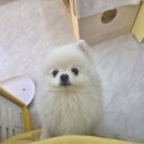 오늘도 해맑개 이미지