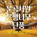 경주 운곡서원(유연정) 은행나무 단풍 이미지