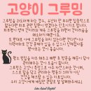 애정그루밍 이미지