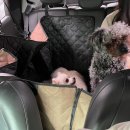 누리메디케어 | 강아지멀미약 추천 / 부작용 / 후기