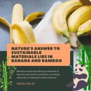 Nature’s solution to sustainable materials lies in banana and bamboo! 이미지