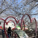 CU(진해경화점) | <진해여좌천로망스다리>낮과 밤, 군항제 기간 야경 방문후기