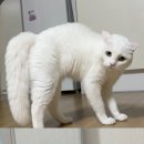 멍집사와개냥이