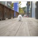 광주강아지분양 펫블리 애견 샵 | 광주강아지분양 펫블리 애견 샵 15년 노하우와 믿을 수 있는 분양 시스템 후기