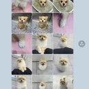 멍멍하개 이미지